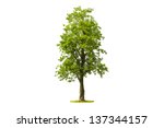 tree isolated with white... | Shutterstock . vector #137344157