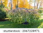 Small photo of Small birch tree, ornamental garden form of the Betula pendula, known as weeping birch tree 'Youngii' growing on the lawn in autumn park