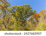 Small photo of Top of the white oak with ramified branches among the other tops of different trees with autumn leaves, view from bottom to top against the clear sky in sunny day