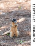 Fox Squirrel Sciurus Niger...