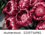 Small photo of Red protea on black background. New 2023 trending PANTONE 18-1750 Viva Magenta colour