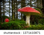 Red Fly Mushroom On Green...