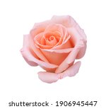 Pink rose flower isolated on...