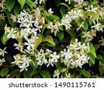Sweetly scented white flowers of star jasmine or false jasmine climbing vine (Trachelospermum jasminoides , Confederate jasmine, Southern jasmine)