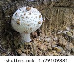 Flaky Puffball Young Mushroom ...
