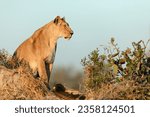 Small photo of A lioness surveys the savannah whilst hunting in the golden morning light in the Kanana concession, Okavango Delta, Botswana.