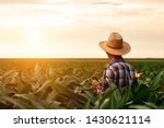  Rear view of senior farmer standing in corn field examining crop at sunset.