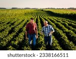 Two farmers walking in a field examining soy crop.