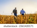 Small photo of Rear view of two farmers walking in a field examining soy crop.