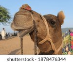 Small photo of Pushkar, Rajasthan, India, October 15, 2019: A camel at rest on an outride out-ride in the Thar Desert of Rajasthan – ears peaked, eyes open and nose in the air.