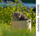 Kitten In A Pot