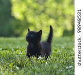 Black Kitten Outdoors In The...