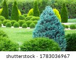 greenery landscaping of a backyard garden with evergreen thuja in a summer park with decorative landscape design close up details, nobody.
