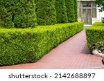 Backyard landscape design with footpaths of red tile and evergreen hedge of bush thuja and molded arborvitae tree, way to entrance glass door on building.