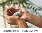 Small photo of Taking care, feeding pet bird budgie chick with hand or baby love bird in caring human hand pet house Kerala , India . kid taming, playing small birdie, giving food green leafy vegetable for eating.