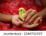 Small photo of Young Indian girl taking care of pet bird budgie chick baby love bird with her hand. kid taming, playing with small birdie, giving food green leafy vegetable for eating. recessive pied budgie yellow