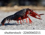 Small photo of Red American crayfish in the Zuidplaspolder where they cause nuisance as a native species