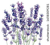 Lavender Watercolor Flowers On...