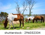 Three Mustangs at Assateague Island