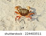 Crab On The Beach   Koh Tachai  ...