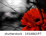 Red Gerber Flower On Black And...