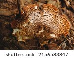 Small photo of A macro image of the cap surface of a Dryads Saddle fungus (Polyporus squamosus), also known as the pheasant back fungus. Abstract background image beige to brown composition of nature.