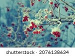 Red Berries Of Viburnum With...