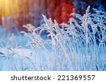 Winter Scene .frozenned Flower ....