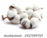 Three cotton flowers isolated on a white background. Cotton bolls. Studio shot.