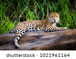 A Jaguar Relaxes On A Tree...
