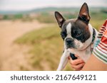 Portrait Of Boston Terrier Dog...