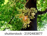 Small photo of Shorea robusta or Cannonball flower from the tree
