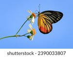 Small photo of Painted Jezebel. Butterfly on white flower