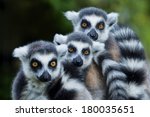 Lemur Monkey Family On The Grass