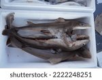 Small photo of dogfish shark for sale at the fish market detail
