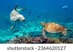A dolphin and sea turtle...
