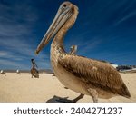 A pelican close up in fisherman ...