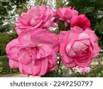 Cluster of large pink roses