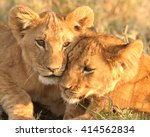 Lion Cub Love  Panthera Leo 