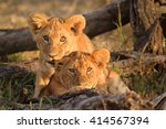 Curious Lion Cubs  Panthera Leo 
