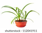 Small photo of Daffodil (narcissu) in pot. Isolated on white background