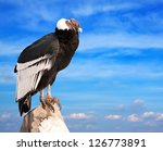 Andean Condor Sitting On Rock ...