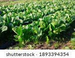 Rows of green spinach on a field. High quality photo