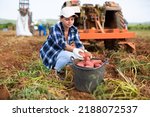Small photo of Woman gathers ripe potatoes after tractor has dug up a field
