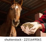 Small photo of Crop hands of faceless female holding horse feed with corn, barley, oats grain in front of brown horse at stables