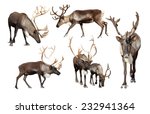Set of few reindeer  rangifer...