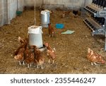 Small photo of Laying hens drink water from an automatic drinker in a chicken coop