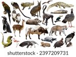 Set of south american animals....