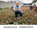 Small photo of Adult man gardener holding flower pot with blooming impatiens waller in greenhouse