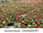 Small photo of Large quantity of little brown garden pots with colorful waller's balsamine placed on the ground